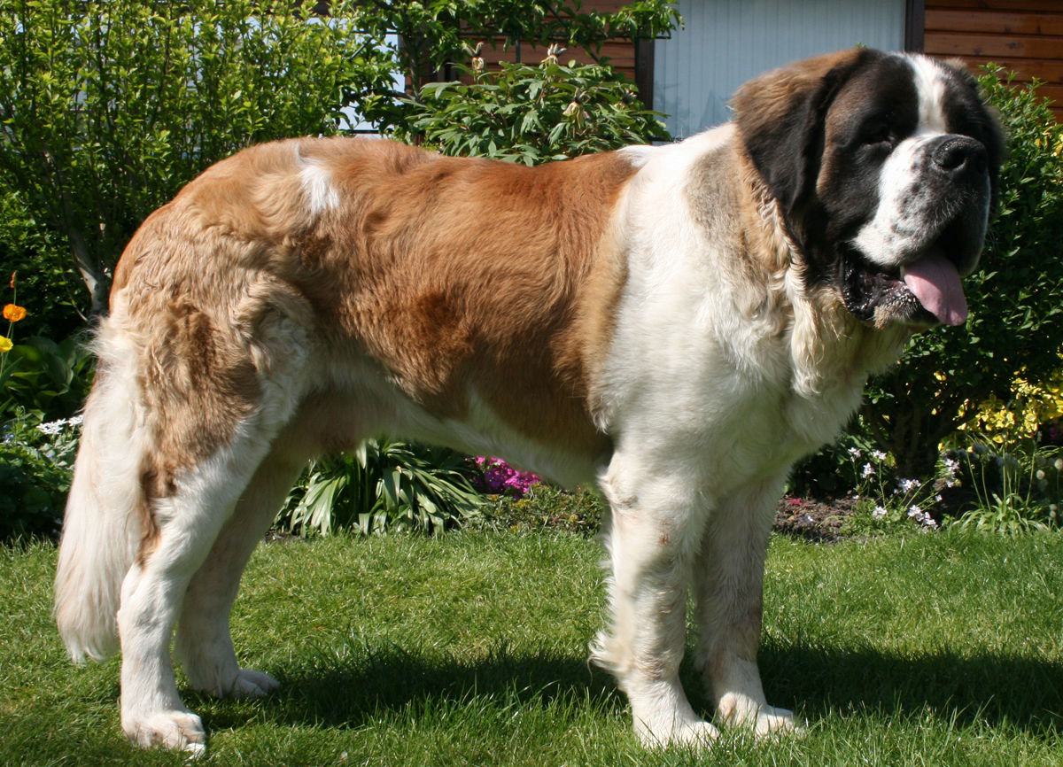 Saint Bernard